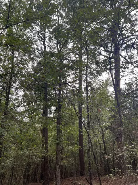 tbd N Apt 2 N Chaparral, Mena, AR 71953 photo 6