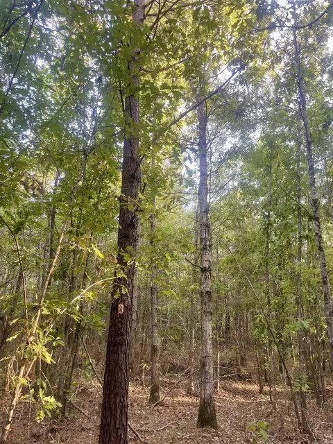 tbd Highway160, Doddridge, AR 71834 photo 9