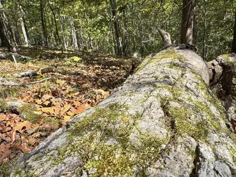 1500 Pole Ranch Rd, Shirley, AR 72153