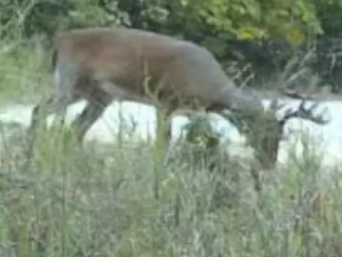 Other - Nn Marquette, Ash Flat, AR 72513 photo 12 of 24