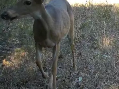 Other - Nn Marquette, Ash Flat, AR 72513 photo 13 of 24