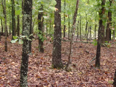 Other - Nn Marquette, Ash Flat, AR 72513 photo 23 of 24