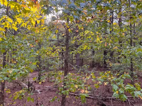 000 Cash Rd, Rison, AR 71665 photo 32