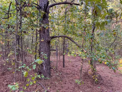 000 Cash Rd, Rison, AR 71665 photo 34