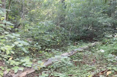 307 Bammy Dr, Harriet, AR 72639 photo 9