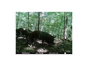 1650 Madison 4425, Combs, AR 72721 photo 27