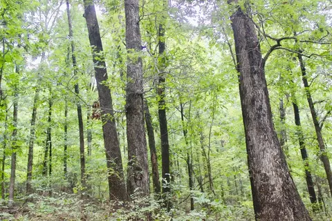 22161 Bugscuffle Rd, West Fork, AR 72774 photo 14