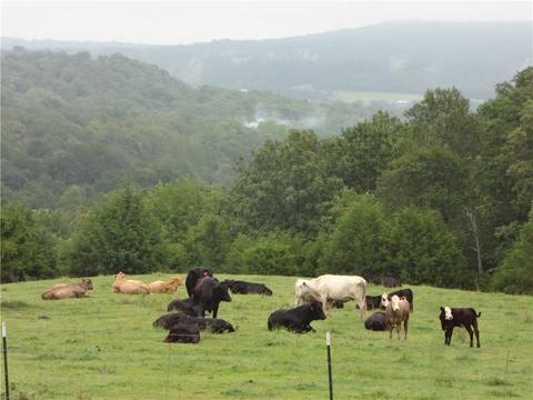 15515 Trace Branch Rd, West Fork, AR 72774 photo 16