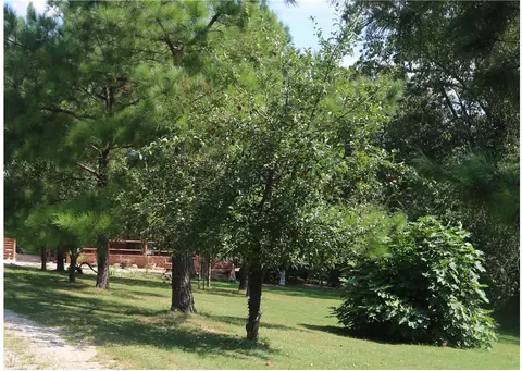 11714 Route E, Pineville, MO 64856 photo 24