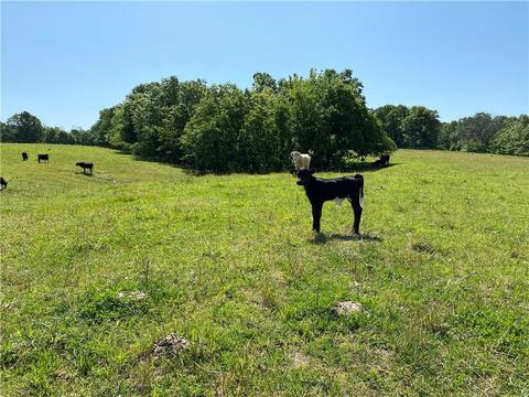 1140 Mud Springs Rd, Anderson, MO 64831 photo 8