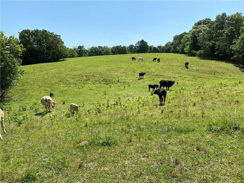 1140 Mud Springs Rd, Anderson, MO 64831 photo 30