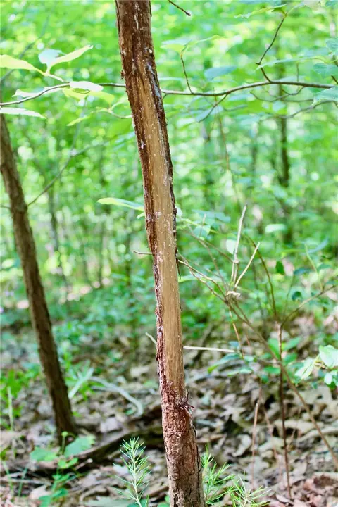 290 Chipmunk Ln, Harriet, AR 72639 photo 14