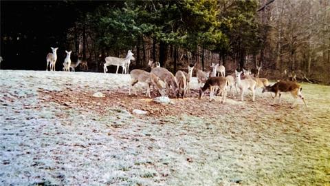 702 Madison 4401, Combs, AR 72721 photo 2