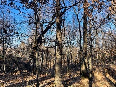 9604 Ruby Hall Rd, Gentry, AR 72734 photo 7