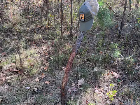 21654 Bug Scuffle Rd, West Fork, AR 72774 photo 3
