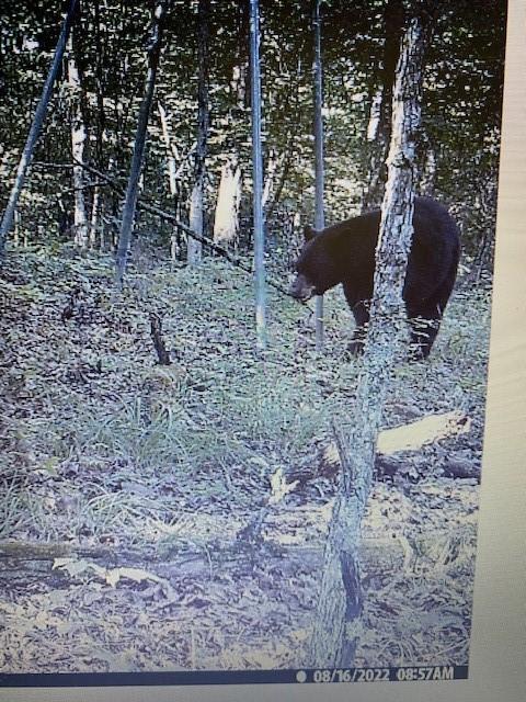 16600 Low Gap Rd, West Fork, AR 72774 photo 18