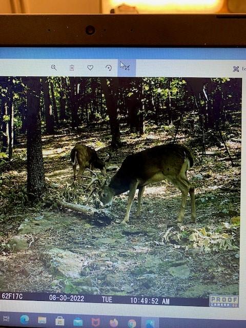16600 Low Gap Rd, West Fork, AR 72774 photo 19