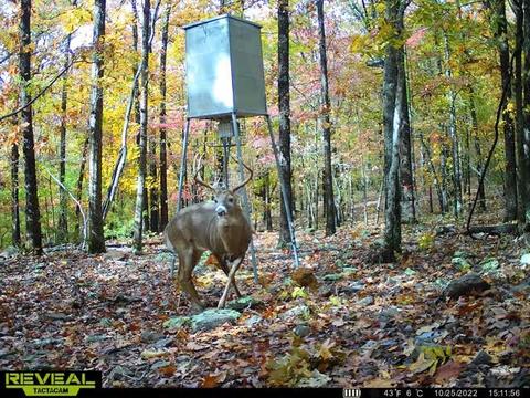 16600 Low Gap Rd, West Fork, AR 72774 photo 8