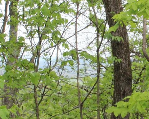 2462 County Road 246, Eureka Springs, AR 72631
