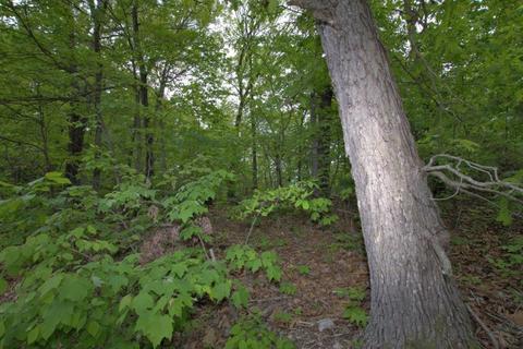 100 Aloha Ln, Noel, MO 64854 photo 29