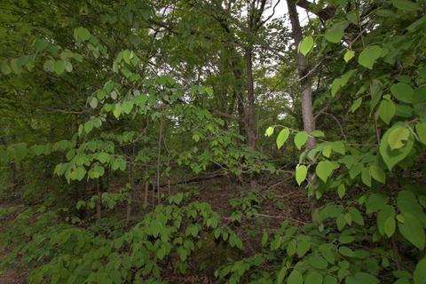 100 Aloha Ln, Noel, MO 64854 photo 25