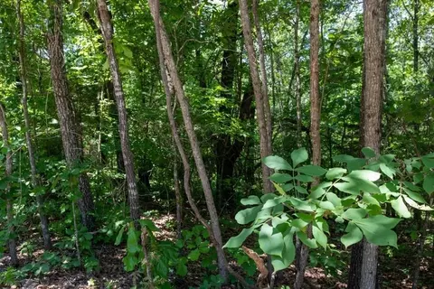 0 Lupine Ln, Harrison, AR 72601 photo 2