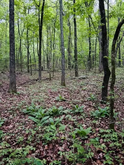 Tract E Madison Cr 5450, Elkins, AR 72727