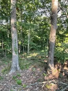 834 Oriole, Noel, MO 64854 photo 16