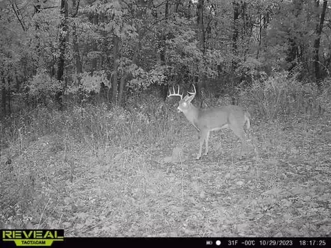 tbd Tract 2 Old 60 Dr, Seneca, MO 64865 photo 30