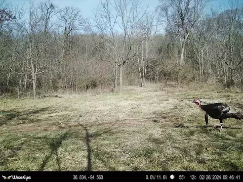 tbd Tract 2 Old 60 Dr, Seneca, MO 64865 photo 24