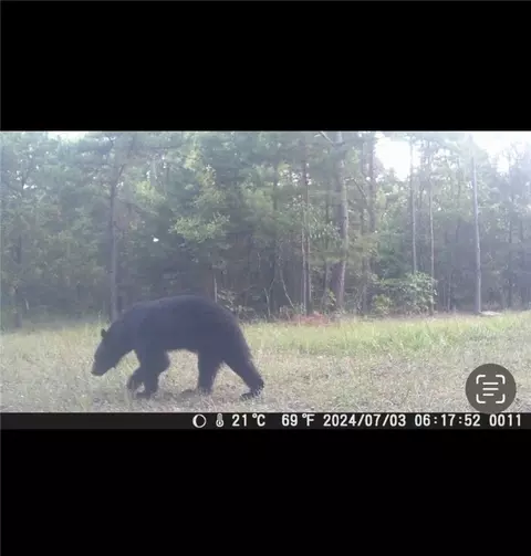 Other - 960 Wildemar Ln, Timbo, AR 72680 photo 12 of 26