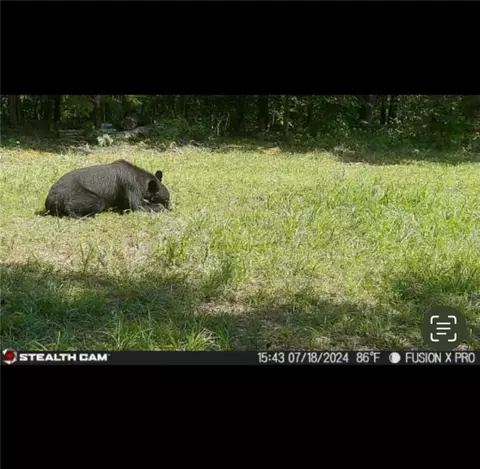 Other - 960 Wildemar Ln, Timbo, AR 72680 photo 8 of 26