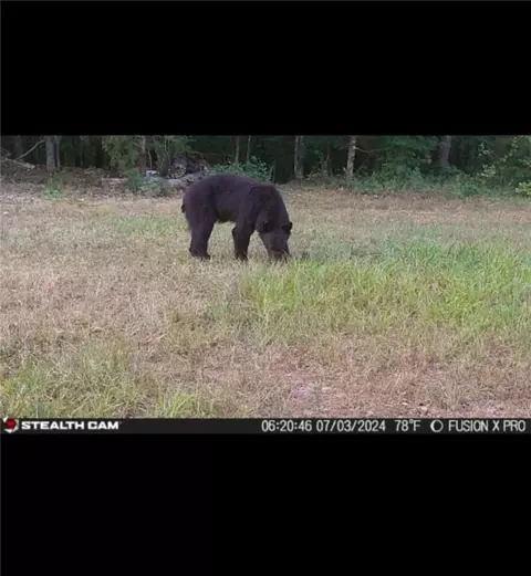 Other - 960 Wildemar Ln, Timbo, AR 72680 photo 11 of 26