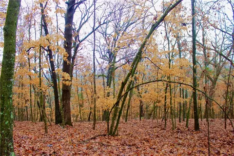 County Road 2264, Eureka Springs, AR 72616