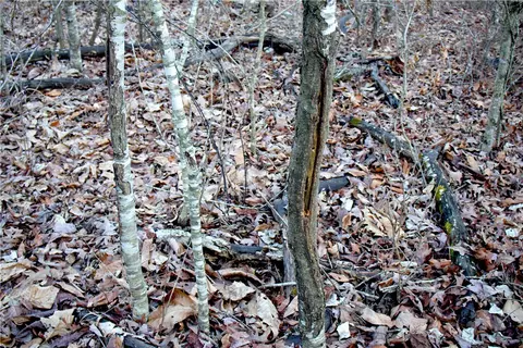 0000 Madison 5540, Combs, AR 72721 photo 38