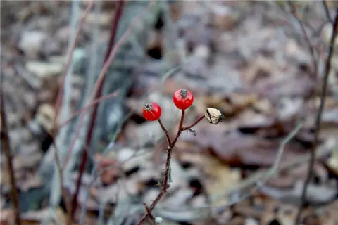 0000 Madison 5540, Combs, AR 72721 photo 37