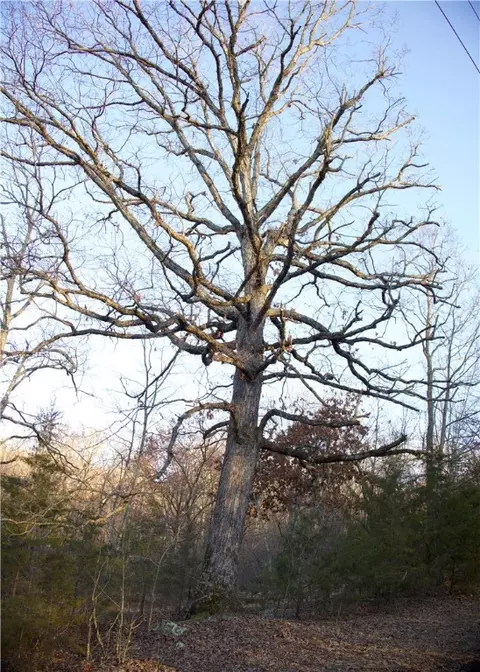 tbd Madison 7840, Wesley, AR 72773 photo 14