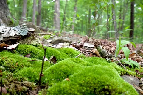 tbd Madison 5310, Witter, AR 72776 photo 33