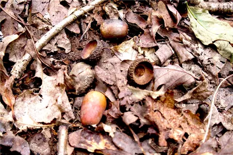 tbd Madison 5310, Witter, AR 72776 photo 30