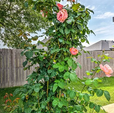 Other - 820 Morningside Dr, Centerton, AR 72719 photo 10 of 10