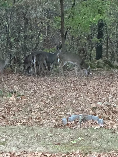 979 Madison 7305, Wesley, AR 72773 photo 7