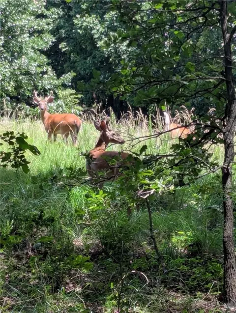 929 Madison 5330, Huntsville, AR 72740