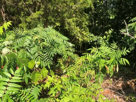 lot14 Melanie Dr, Bella Vista, AR 72714