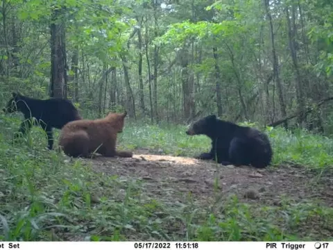 9969 Highway 23, Witter, AR 72776 photo 28
