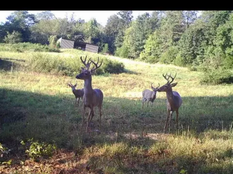 9969 Highway 23, Witter, AR 72776 photo 50