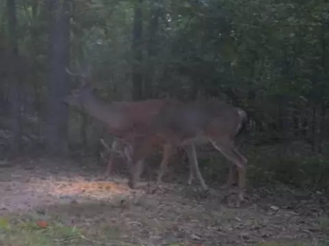 9969 Highway 23, Witter, AR 72776 photo 25