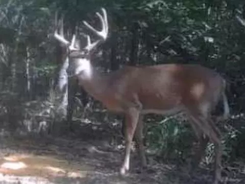 9969 Highway 23, Witter, AR 72776 photo 34