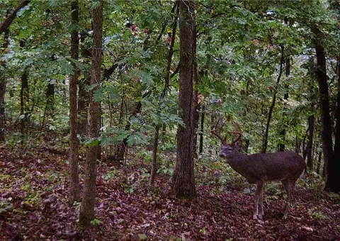 23 Pack Rd, Noel, MO 64854 photo 59
