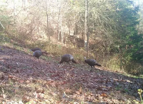 23 Pack Rd, Noel, MO 64854 photo 60