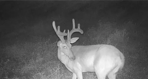 23 Pack Rd, Noel, MO 64854 photo 57